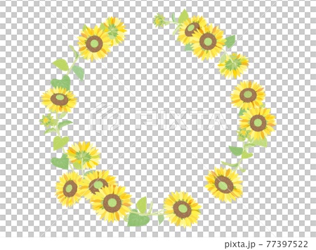 sunflower	 77397522