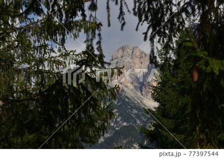 Among the trees 77397544