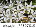 Flowers of Ornithogalum close up 77397615