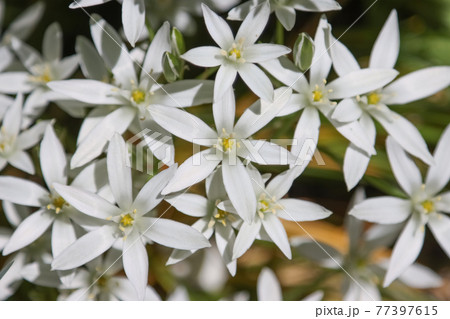Flowers of Ornithogalum close up 77397615