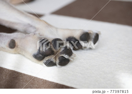 犬の肉球のアップ、ラブラドールレトリバーの前足 犬の肉球のアップ、ラブラドールレトリバーの前足 77397815