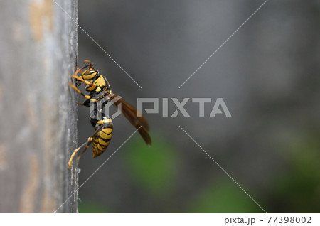 アシナガバチ 77398002
