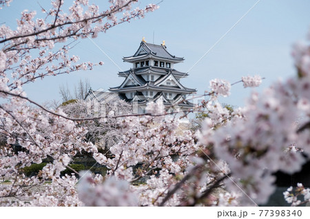 桜に乗る一夜城 77398340