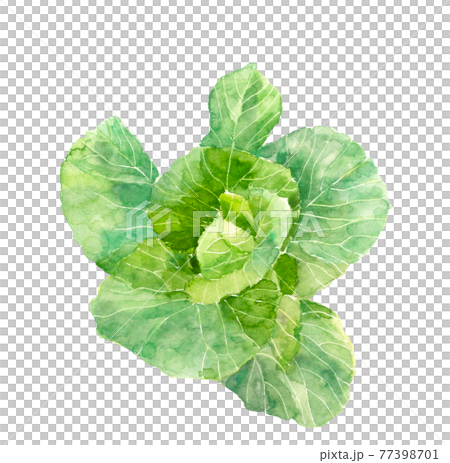 在標題已經開始的領域中的捲心菜[水彩]白色背景插圖PNG 77398701