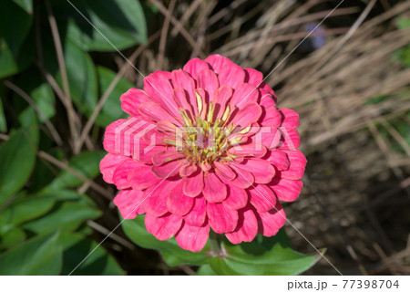 鮮やかなピンクのジニア 77398704