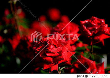 東京　代々木公園の雨上がりのバラ 77398768