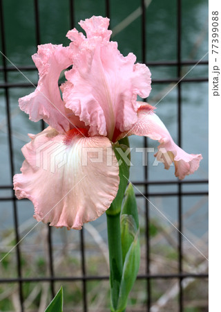 ジャーマンアイリス　ピンク 77399088