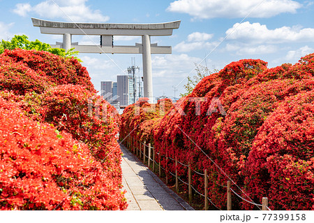 京都府長岡京市の神社「長岡天満宮のキリシマツツジと大鳥居」 京都府長岡京市の神社「長岡天満宮のキリシマツツジと大鳥居」 77399158