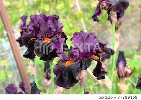 ジャーマンアイリス　パープル 77399169