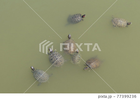 公園の池に集まる亀 77399236