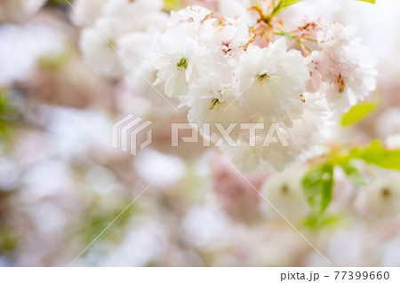 春の白い桜の花と淡い色の美しいボケ背景の写真素材