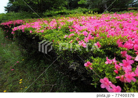 公園のサツキ 77400376