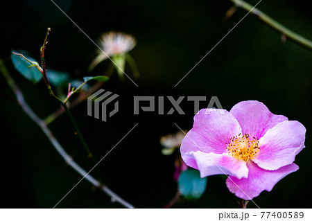 奈良の霊山寺のローズガーデンに咲くピンクの薔薇 77400589