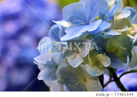 紫陽花の名所・見返りの滝 77401344