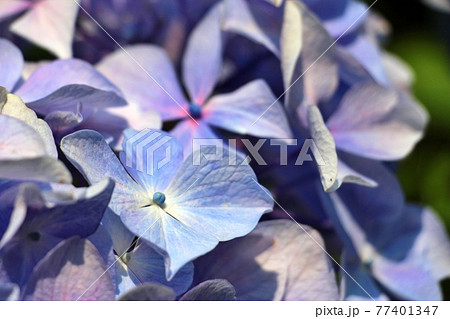 紫陽花の名所・見返りの滝 77401347