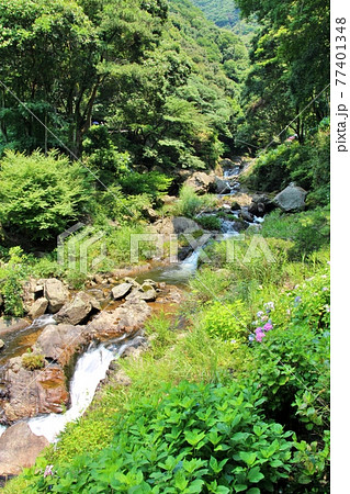 紫陽花の名所・見返りの滝 紫陽花の名所・見返りの滝 77401348