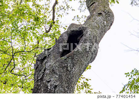 フクロウのいる野木神社と森 77401454