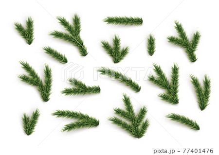 Fir tree branches and elements set. Vector green Christmas tree parts collection. 77401476