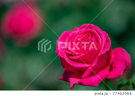 奈良の霊山寺のローズガーデンに咲くバラ 77402068