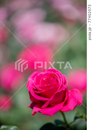 奈良の霊山寺のローズガーデンに咲くバラ 77402073