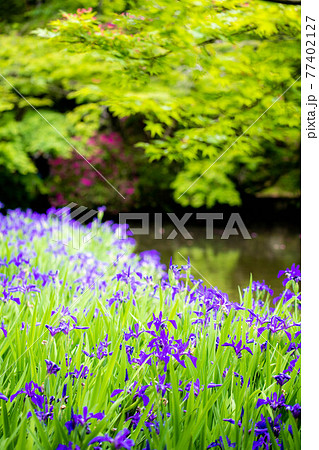 池の脇に咲くカキツバタ 77402127