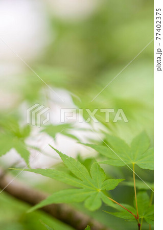 青紅葉をマクロ撮影 77402375