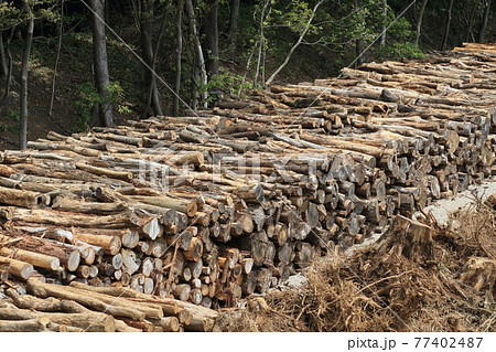 切り出された木材　伐採された木材　ウッドショック 77402487