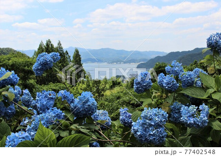 紫陽花の青うみの青そらの青一面の青 77402548