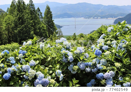 舞鶴湾を見下ろす立地にある舞鶴自然文化園 77402549