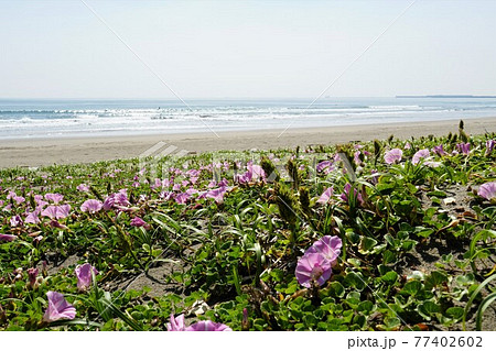 茨城県鹿嶋市下津 鹿島灘の青空を背景に咲く満開のハマヒルガオの花 茨城県鹿嶋市下津 鹿島灘の青空を背景に咲く満開のハマヒルガオの花 77402602