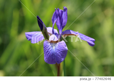 アヤメの花　菖蒲 77402646