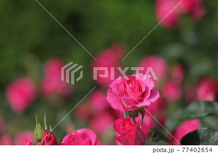 春の薔薇 77402654