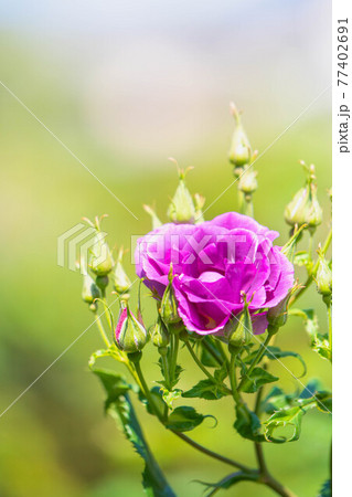 奈良の霊山寺のローズガーデンに咲くバラ 77402691