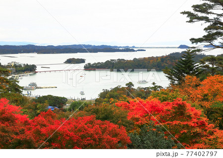 日本三景　松島の紅葉（西行戻しの松公園）　宮城県松島町 77402797