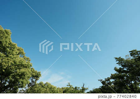青空と木の風景 77402840