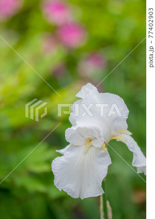 白いアヤメ 77402903