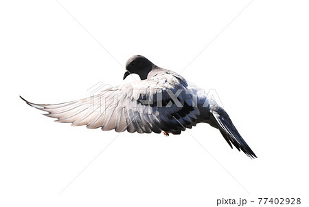Pigeon in flight isolated on white background Pigeon in flight isolated on white background 77402928