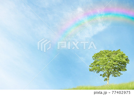 虹のかかった青空と一本の木 77402975