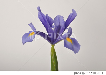 leaf iris in sword on a white background 77403061