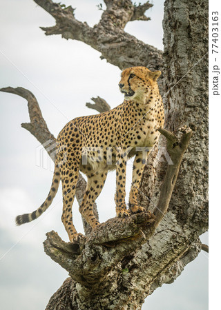 Cheetah stands in gnarled tree looking left 77403163