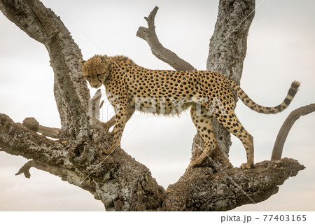 Cheetah standing in old tree looking down Cheetah standing in old tree looking down 77403165