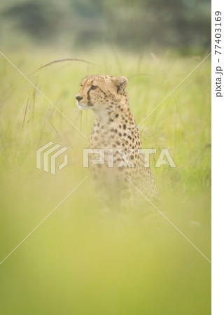 Cheetah sitting in blurred grass facing left Cheetah sitting in blurred grass facing left 77403169