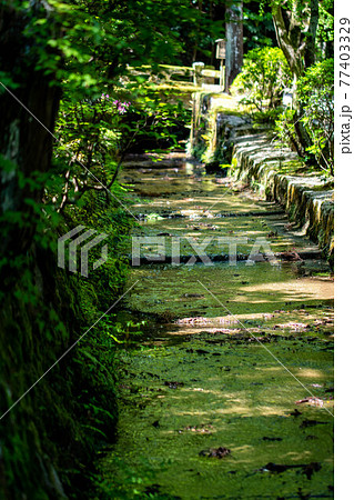 緑がリフレクションした小川 77403329