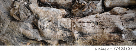 Grey old bark texture detail, background bark texture close up 77403357