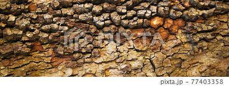 Brown old oak bark texture detail, background bark texture close up 77403358