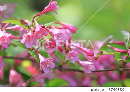 薄紅色のタニウツギ の花 77403394