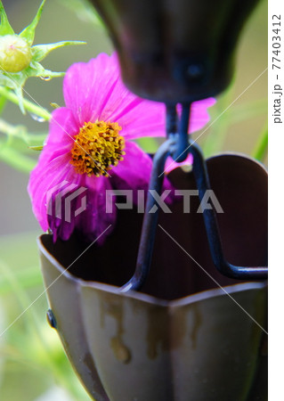 雨のコスモス 雨のコスモス 77403412