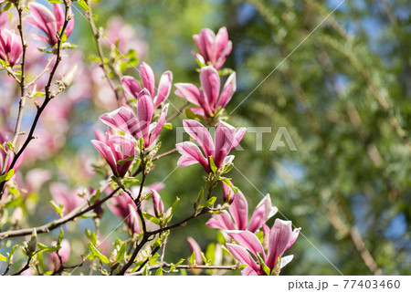 Beautiful magnolia tree blossoms in springtime. Jentle magnolia flower against sunset light. 77403460