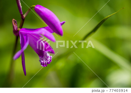 シランのマクロ撮影 77403914