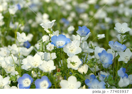 青と白のネモフィラ 青と白のネモフィラ 77403937